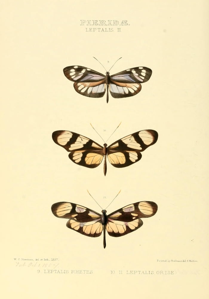 Exotic Butterflies 1866 Leptalis 1 Canvas Art - W Chapman Hewitson (18 x 24)