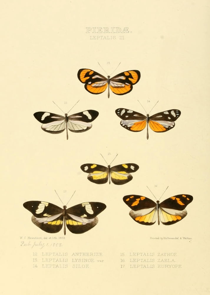 Exotic Butterflies 1866 Leptalis 2 Canvas Art - W Chapman Hewitson (24 x 36)