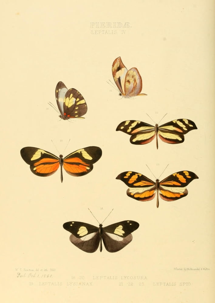 Exotic Butterflies 1866 Leptalis 3 Canvas Art - W Chapman Hewitson (24 x 36)