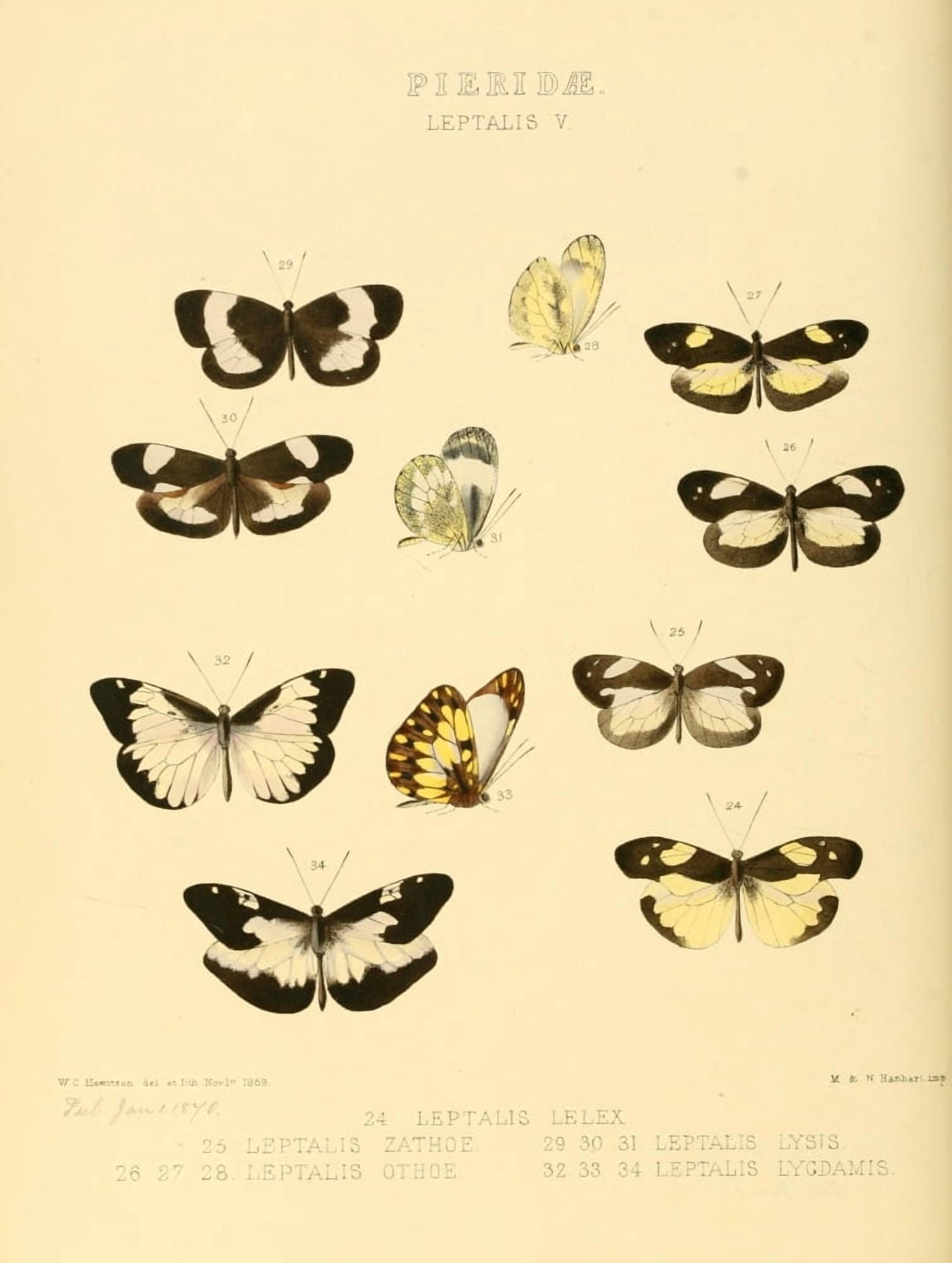 Exotic Butterflies 1866 Leptalis 4 Canvas Art - W Chapman Hewitson (18 x 24)