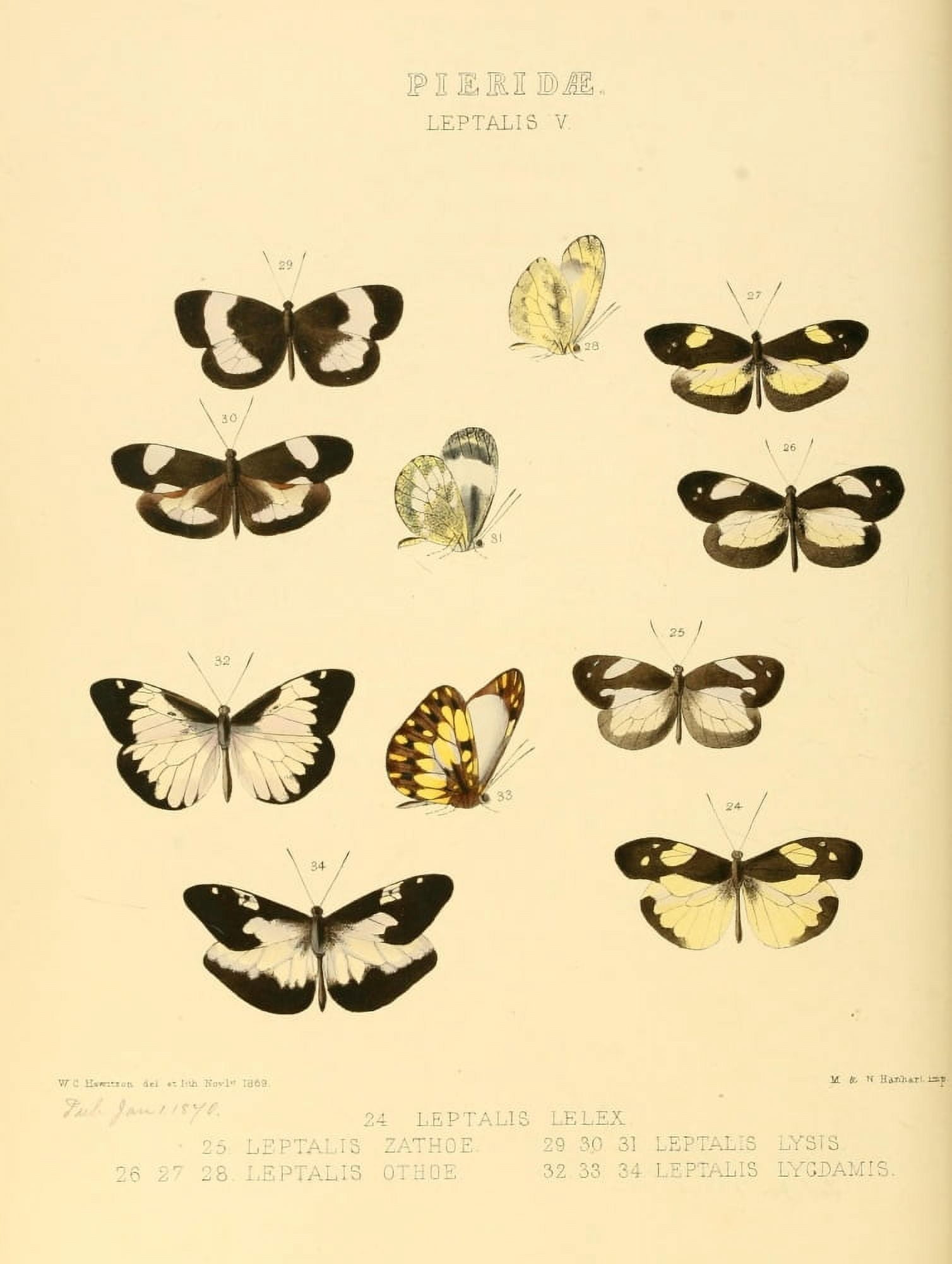 Exotic Butterflies 1866 Leptalis 4 Canvas Art - W Chapman Hewitson (24 x 36)