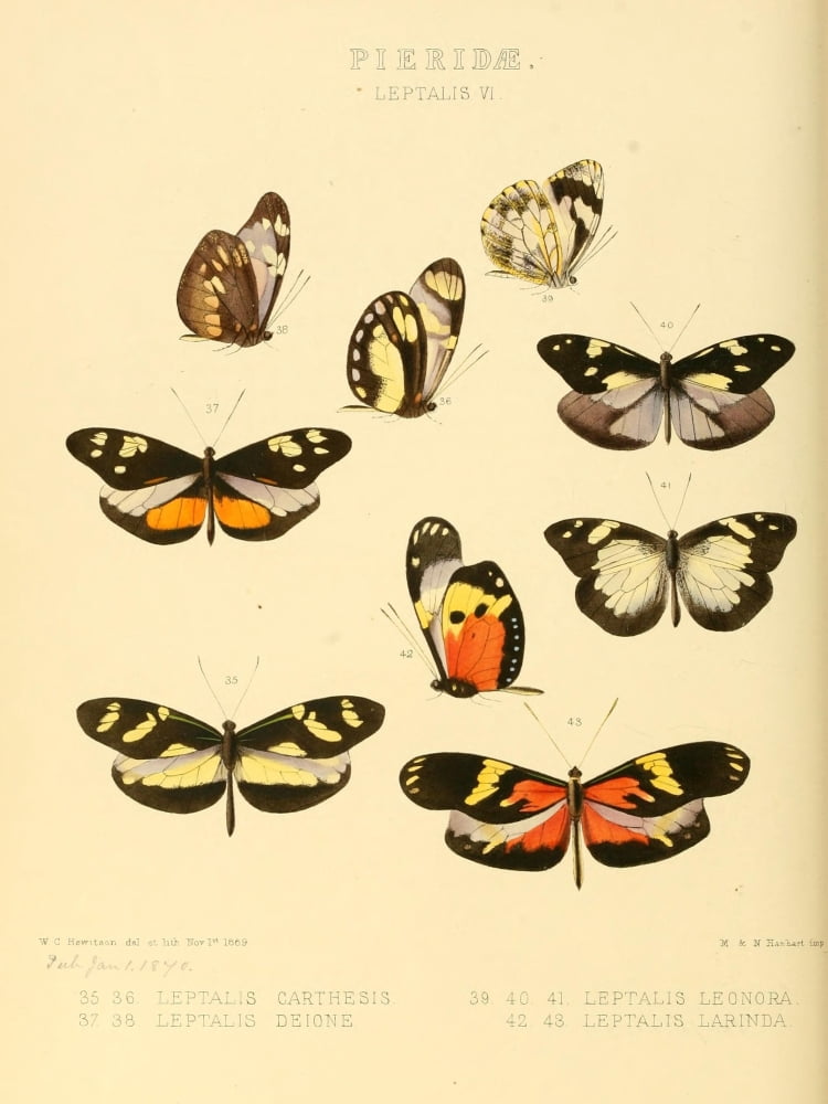 Exotic Butterflies 1866 Leptalis 5 Canvas Art - W Chapman Hewitson (24 x 36)