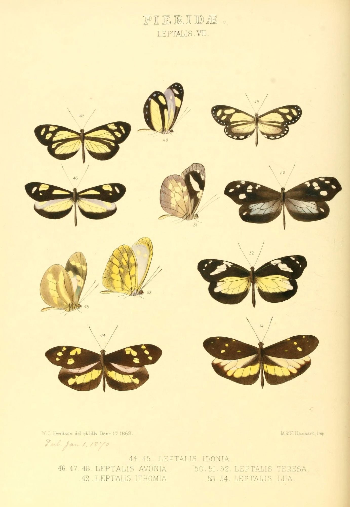 Exotic Butterflies 1866 Leptalis 6 Canvas Art - W Chapman Hewitson (24 x 36)