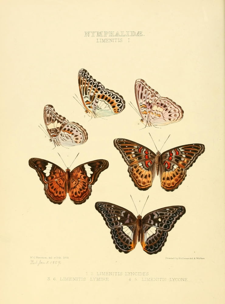 Exotic Butterflies 1866 Limenitis 1 Canvas Art - W Chapman Hewitson (18 x 24)