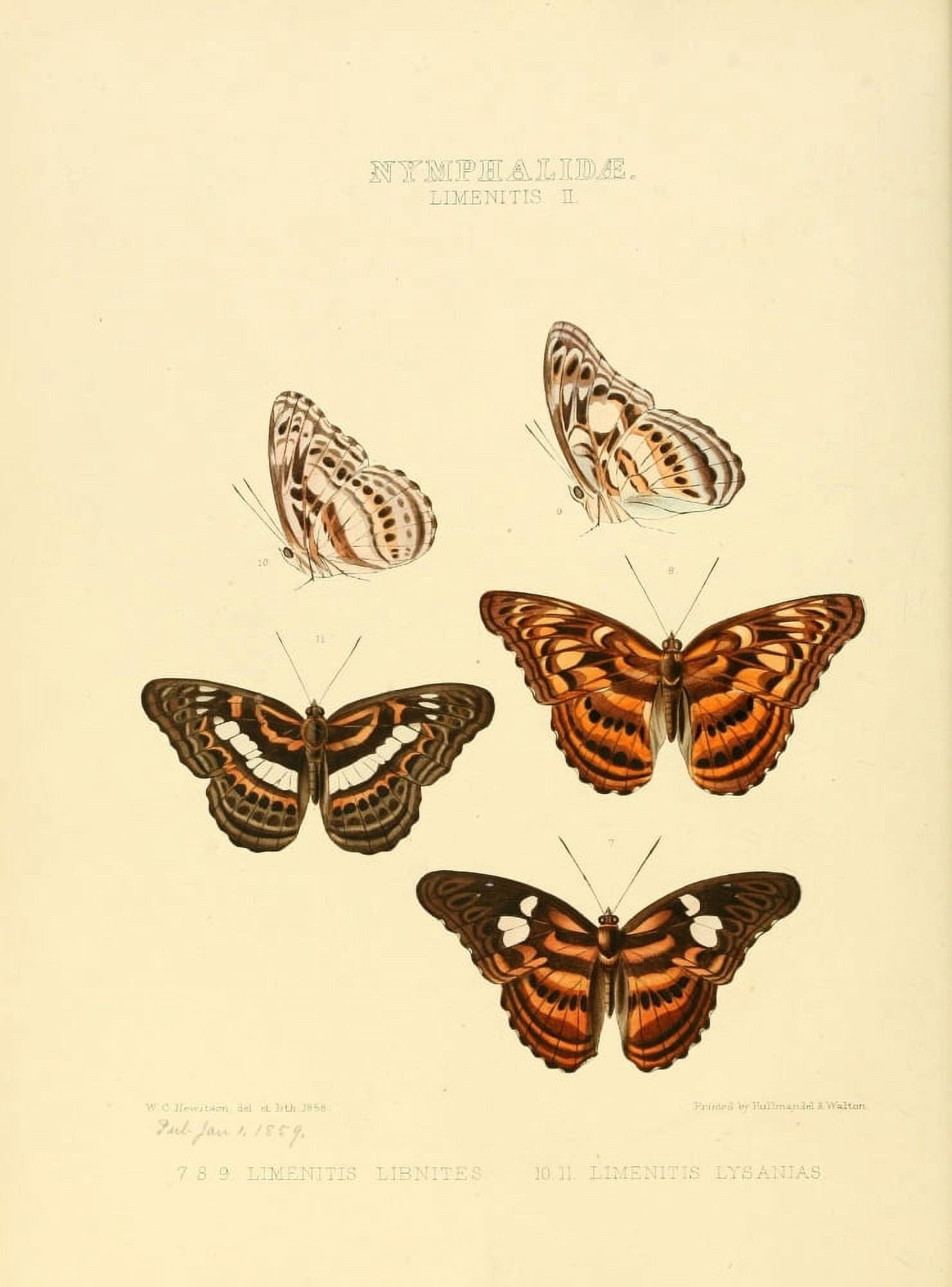 Exotic Butterflies 1866 Limenitis 2 Canvas Art - W Chapman Hewitson (18 x 24)