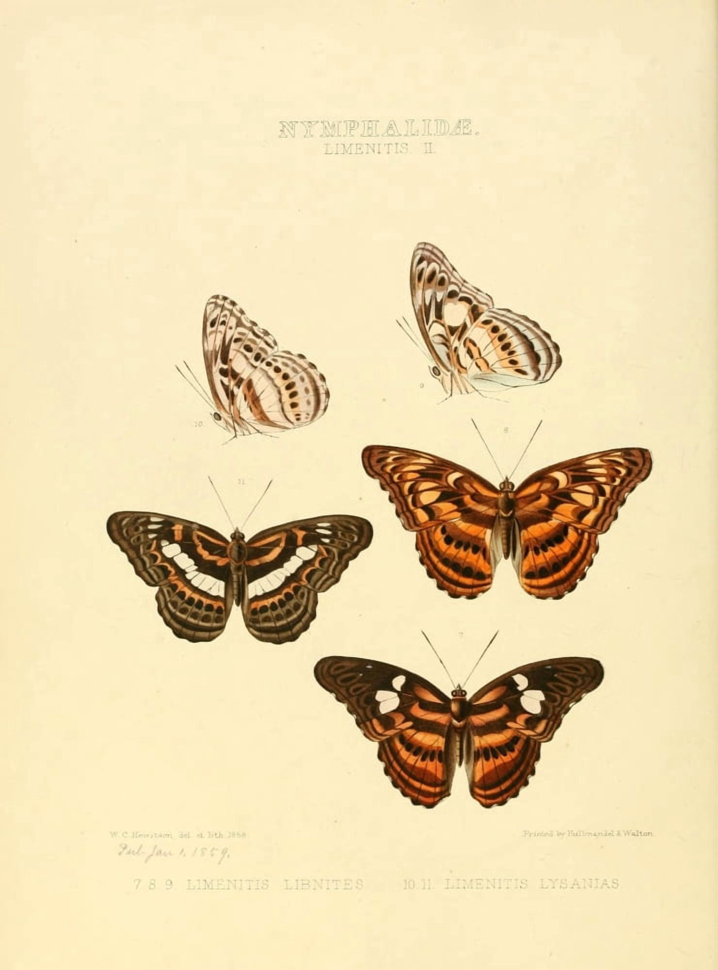 Exotic Butterflies 1866 Limenitis 2 Canvas Art - W Chapman Hewitson (24 x 36)