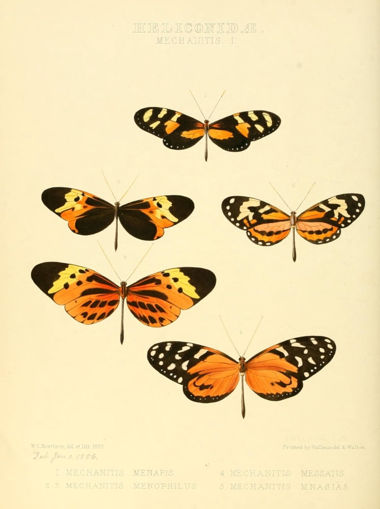 Exotic Butterflies 1866 Mechanitis 1 Canvas Art - W Chapman Hewitson (18 x 24)