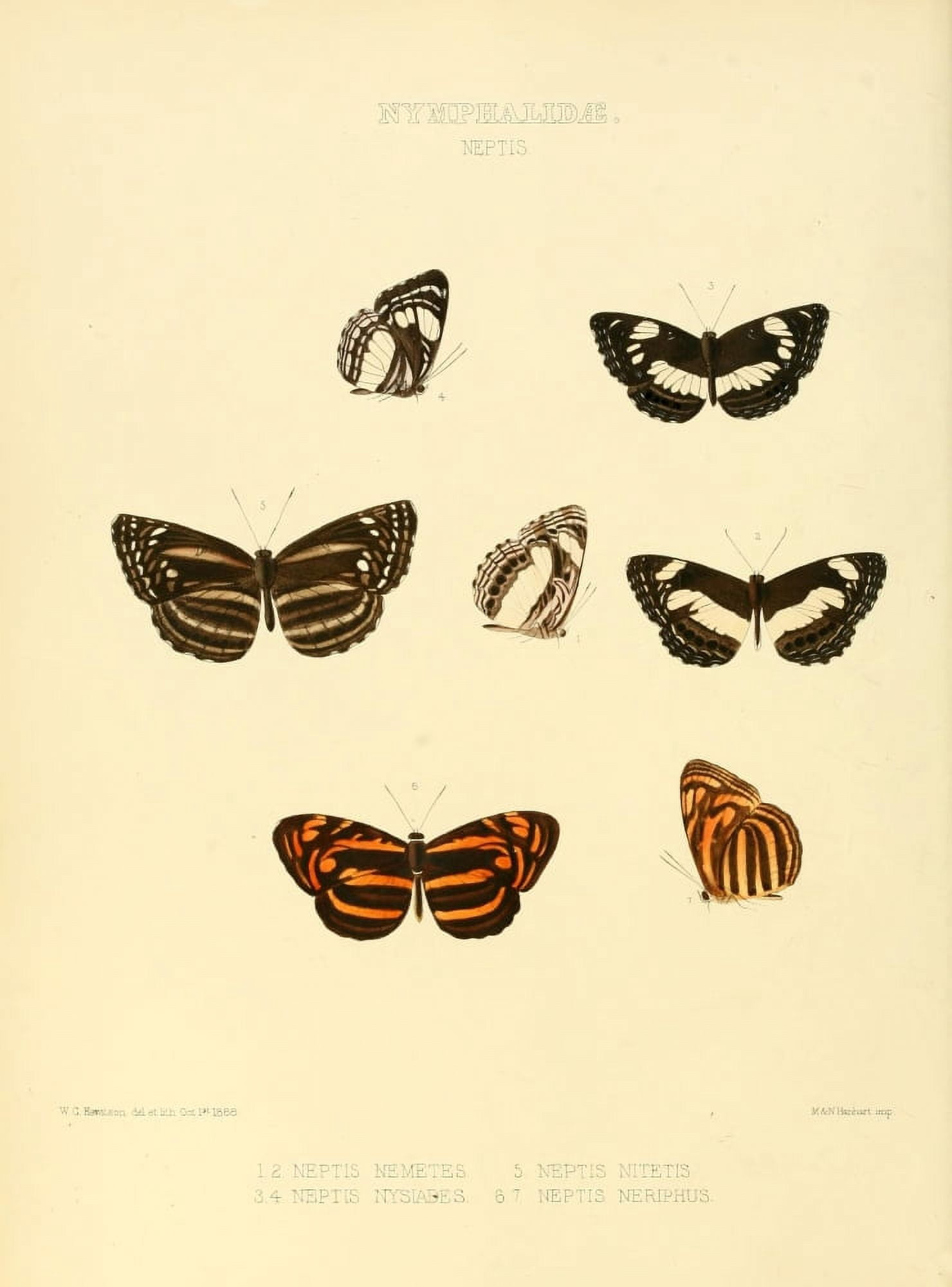 Exotic Butterflies 1866 Neptis Canvas Art - W Chapman Hewitson (18 x 24)