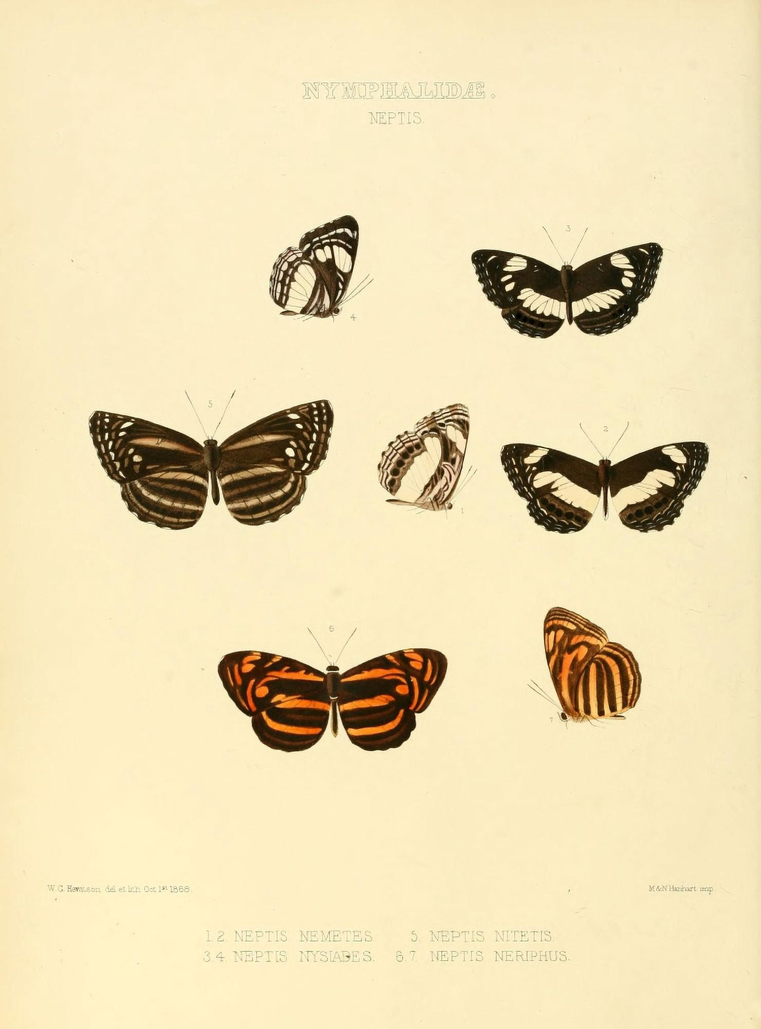 Exotic Butterflies 1866 Neptis Canvas Art - W Chapman Hewitson (24 x 36)
