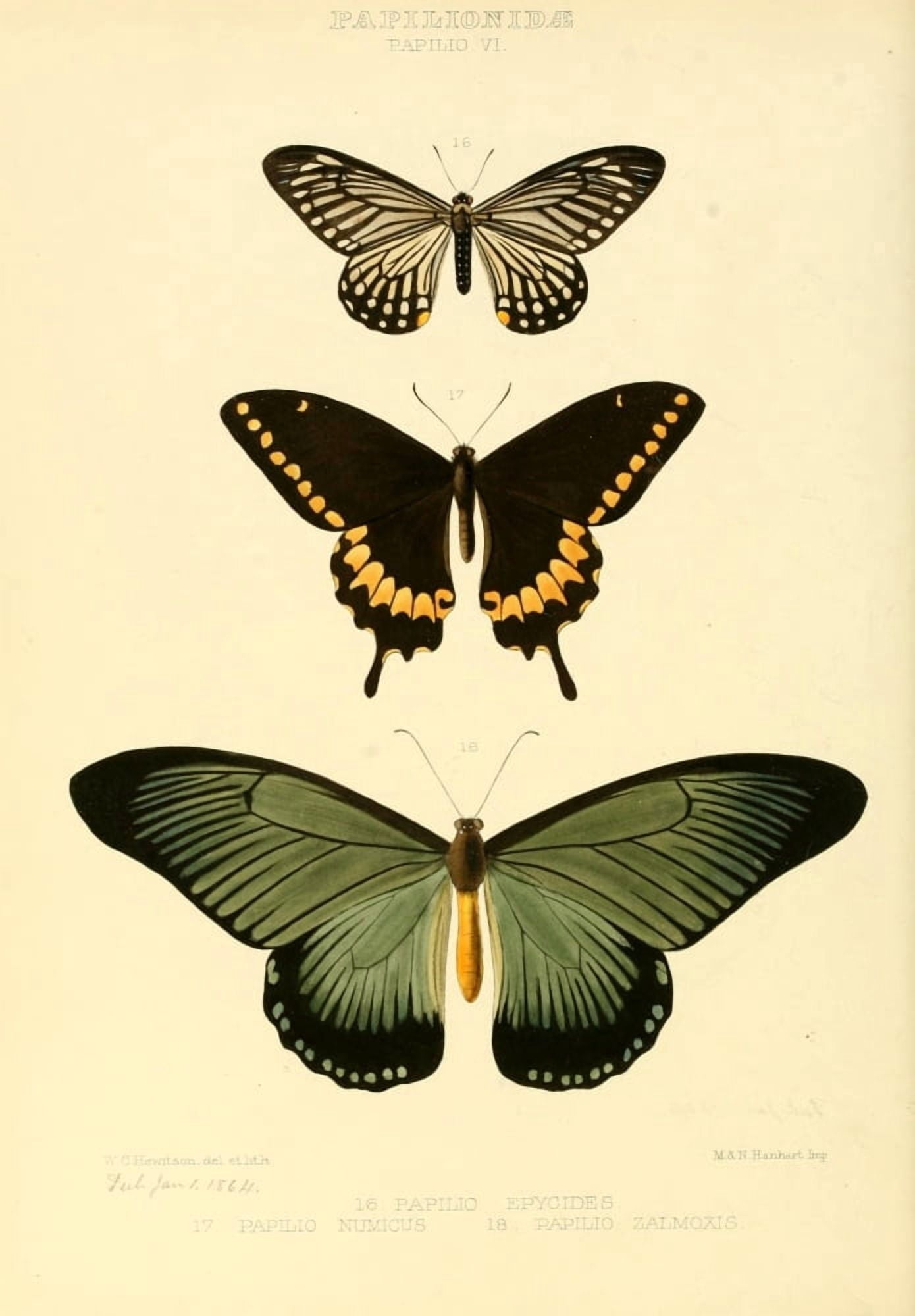 Exotic Butterflies 1866 Numicus et al Canvas Art - W Chapman Hewitson (24 x 36)