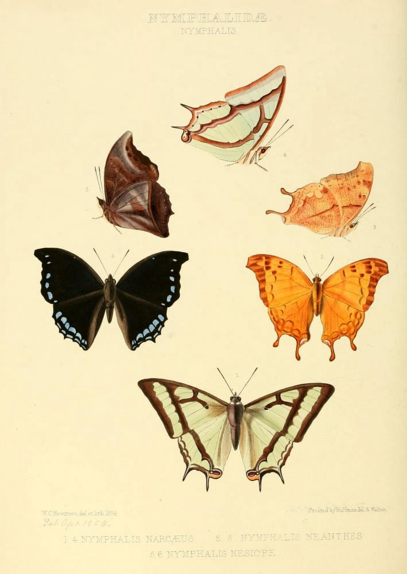Exotic Butterflies 1866 Nymphalis 1 Canvas Art - W Chapman Hewitson (24 x 36)
