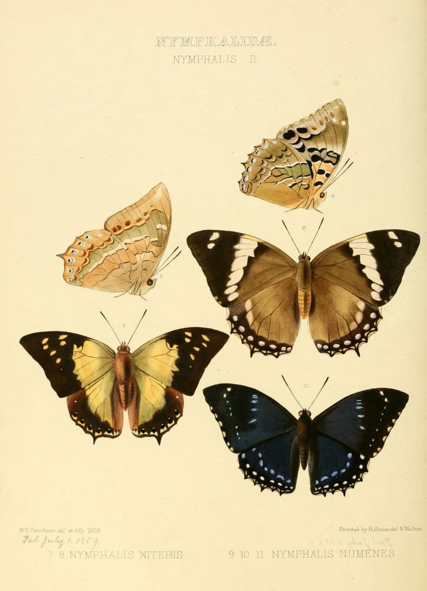 Exotic Butterflies 1866 Nymphalis 2 Canvas Art - W Chapman Hewitson (18 x 24)