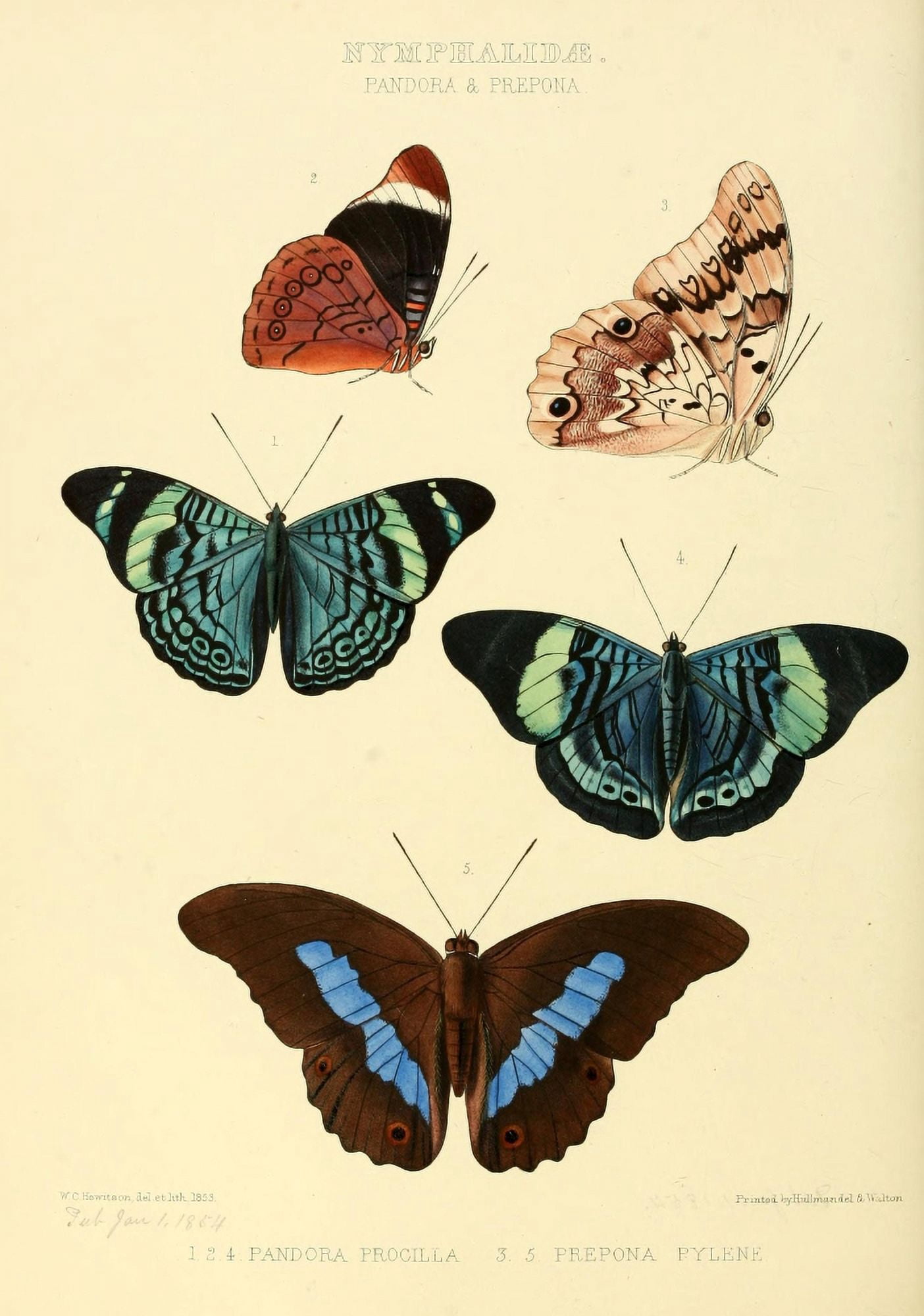 Exotic Butterflies 1866 Pandora & Prepona Canvas Art - W Chapman Hewitson (24 x 36)
