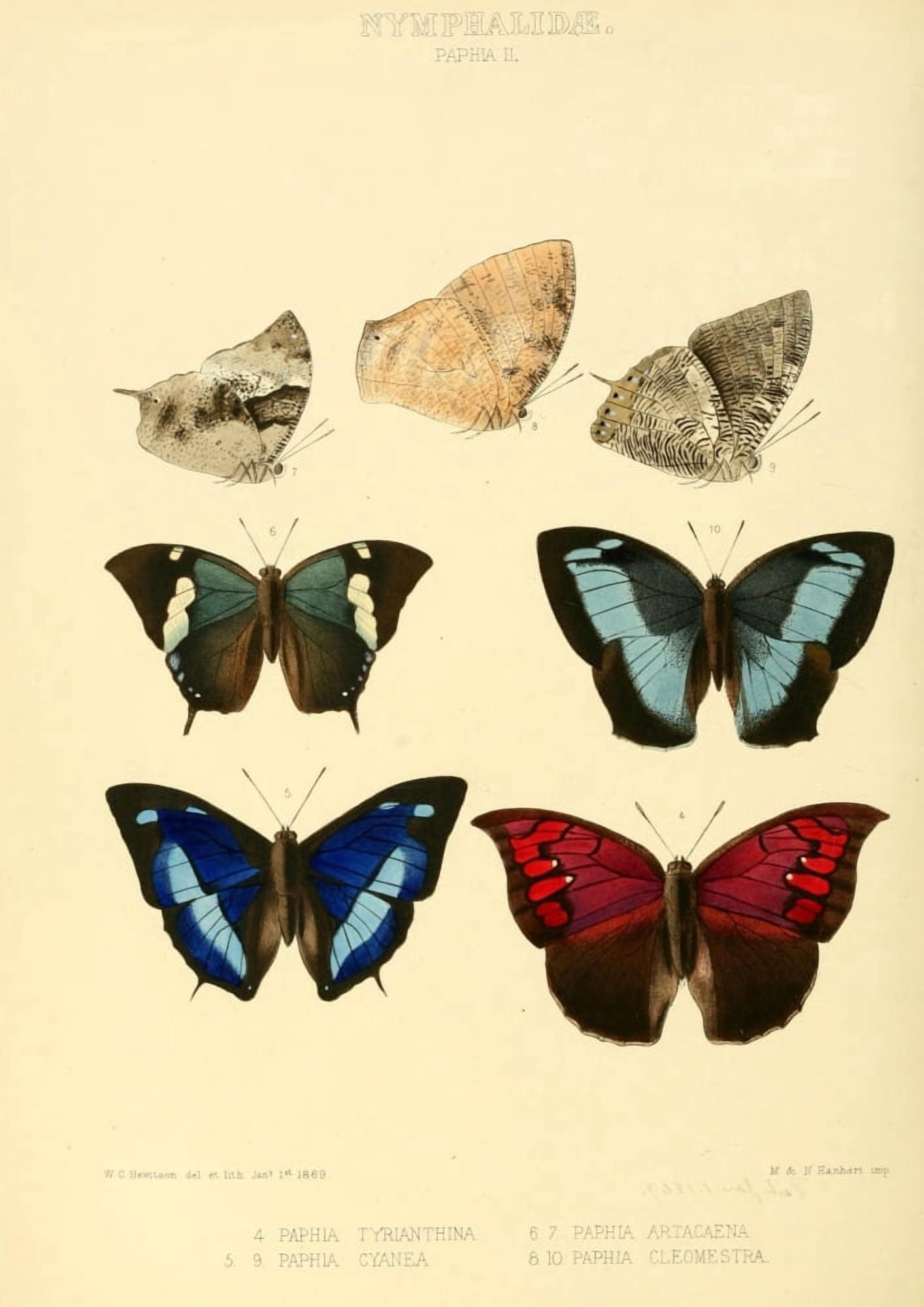 Exotic Butterflies 1866 Paphia Canvas Art - W Chapman Hewitson (18 x 24)