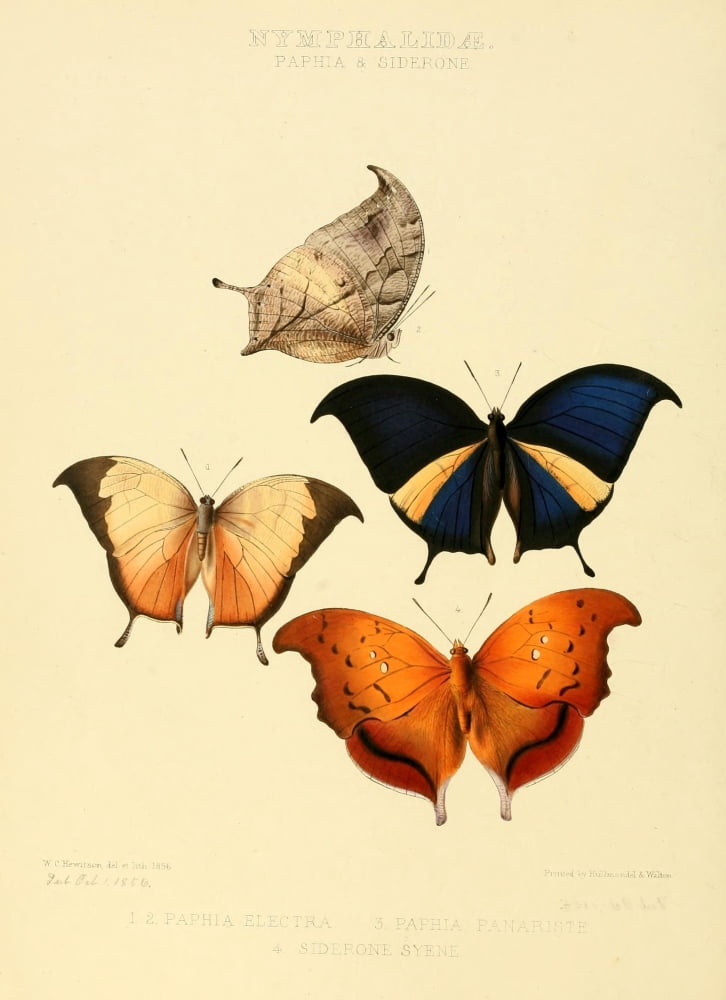 Exotic Butterflies 1866 Paphia & Siderone Canvas Art - W Chapman Hewitson (24 x 36)