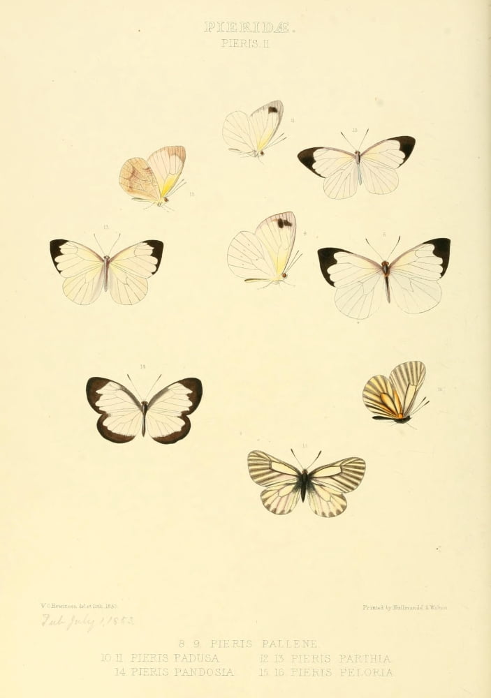 Exotic Butterflies 1866 Pieris 1 Canvas Art - W Chapman Hewitson (18 x 24)