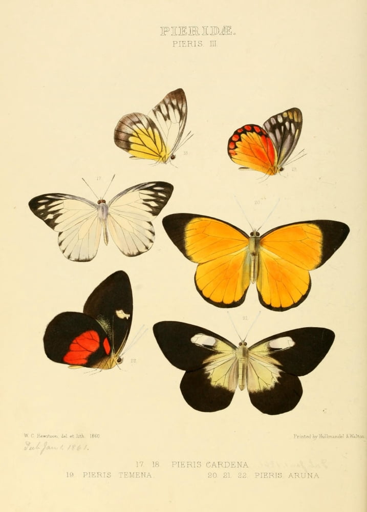 Exotic Butterflies 1866 Pieris 2 Canvas Art - W Chapman Hewitson (18 x 24)