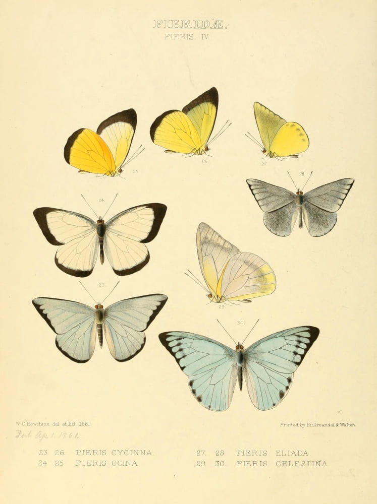 Exotic Butterflies 1866 Pieris 3 Canvas Art - W Chapman Hewitson (24 x 36)