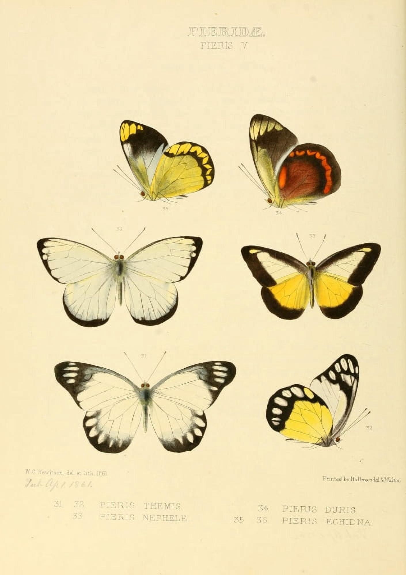 Exotic Butterflies 1866 Pieris 4 Canvas Art - W Chapman Hewitson (24 x 36)