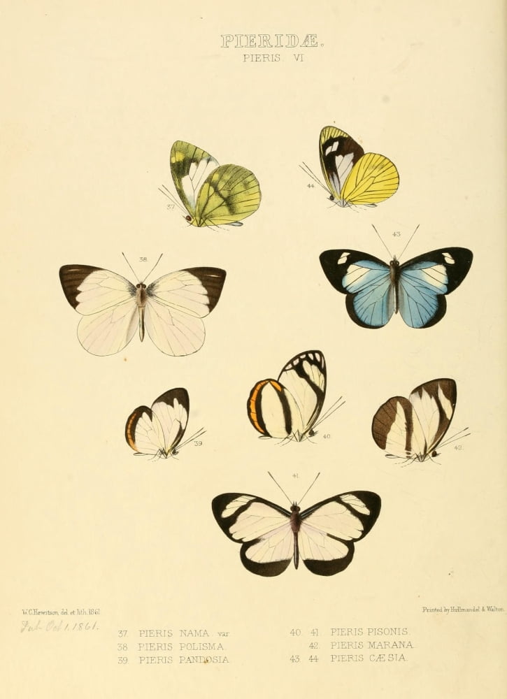 Exotic Butterflies 1866 Pieris 5 Canvas Art - W Chapman Hewitson (18 x 24)