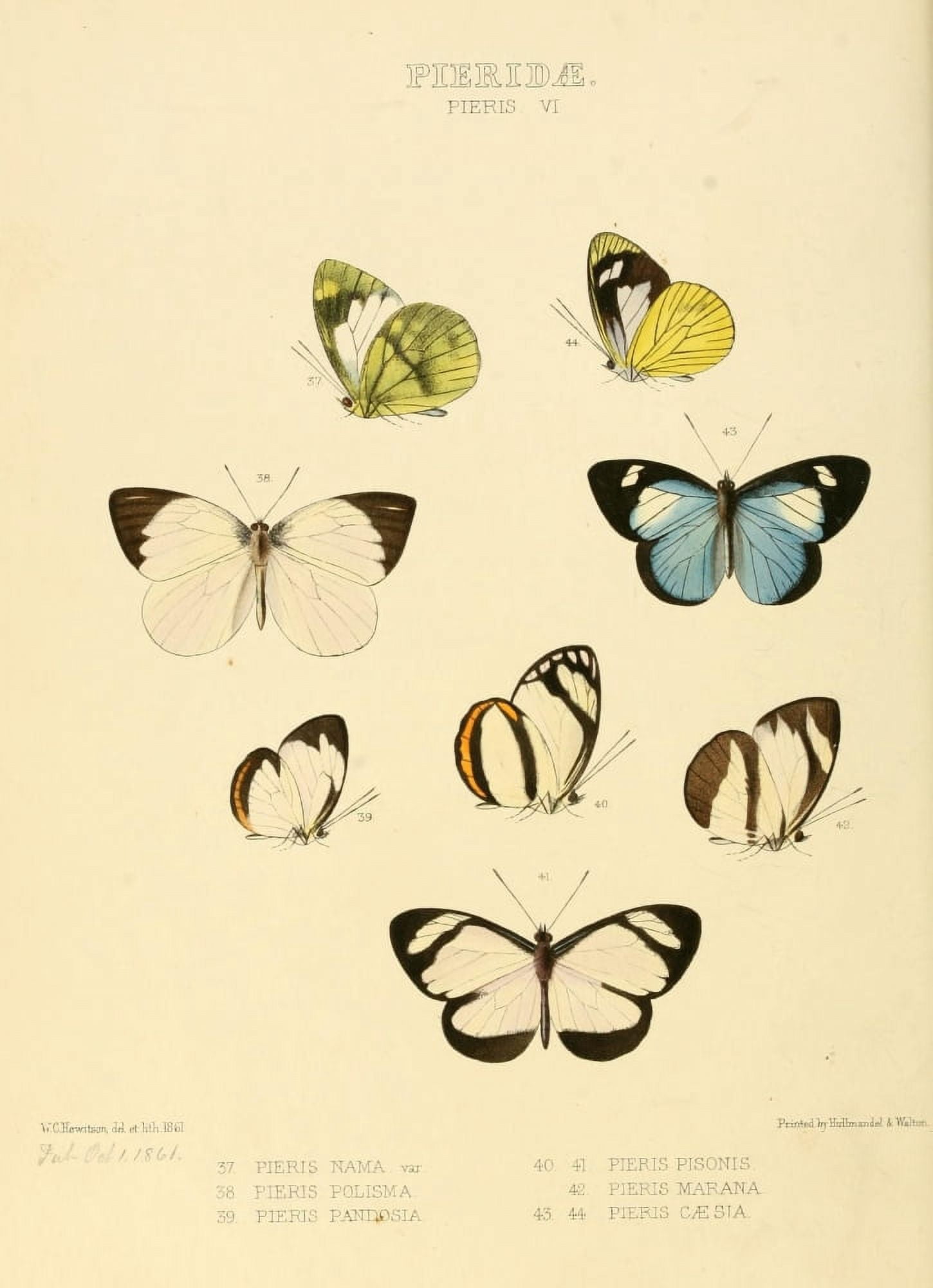 Exotic Butterflies 1866 Pieris 5 Canvas Art - W Chapman Hewitson (24 x 36)