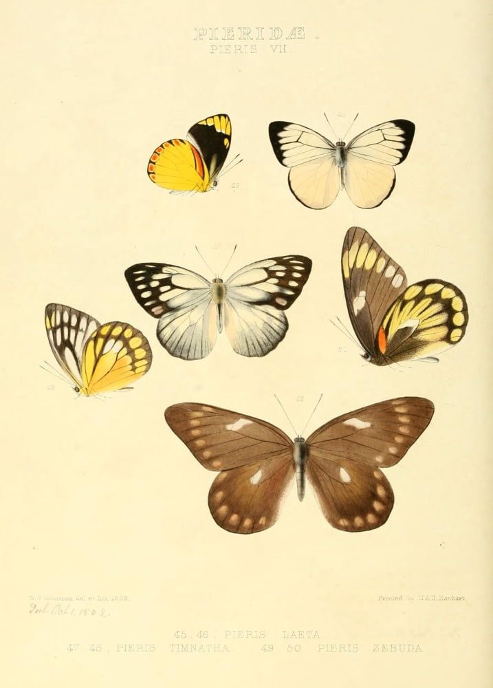 Exotic Butterflies 1866 Pieris 6 Canvas Art - W Chapman Hewitson (18 x 24)