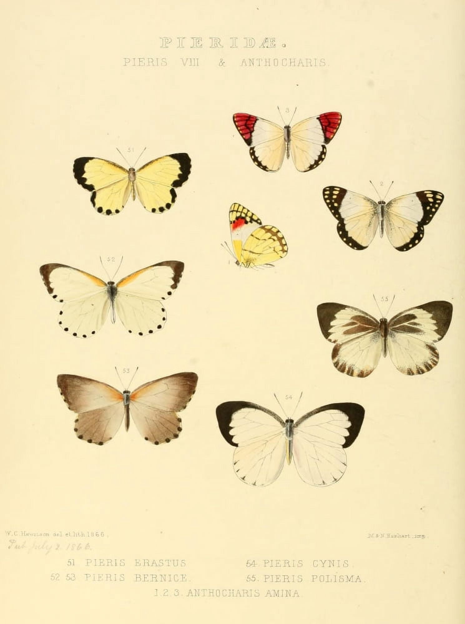 Exotic Butterflies 1866 Pieris 7 Canvas Art - W Chapman Hewitson (24 x 36)