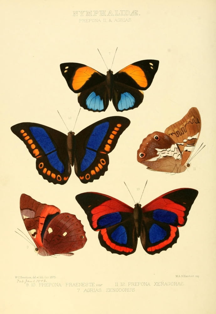 Exotic Butterflies 1866 Prepona & Agrias Canvas Art - W Chapman Hewitson (24 x 36)