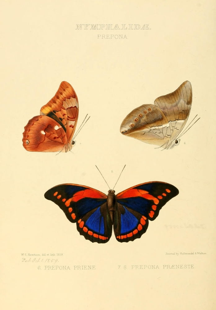 Exotic Butterflies 1866 Prepona Canvas Art - W Chapman Hewitson (18 x 24)