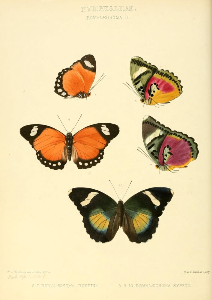 Exotic Butterflies 1866 Romalaeosoma 2 Canvas Art - W Chapman Hewitson (24 x 36)