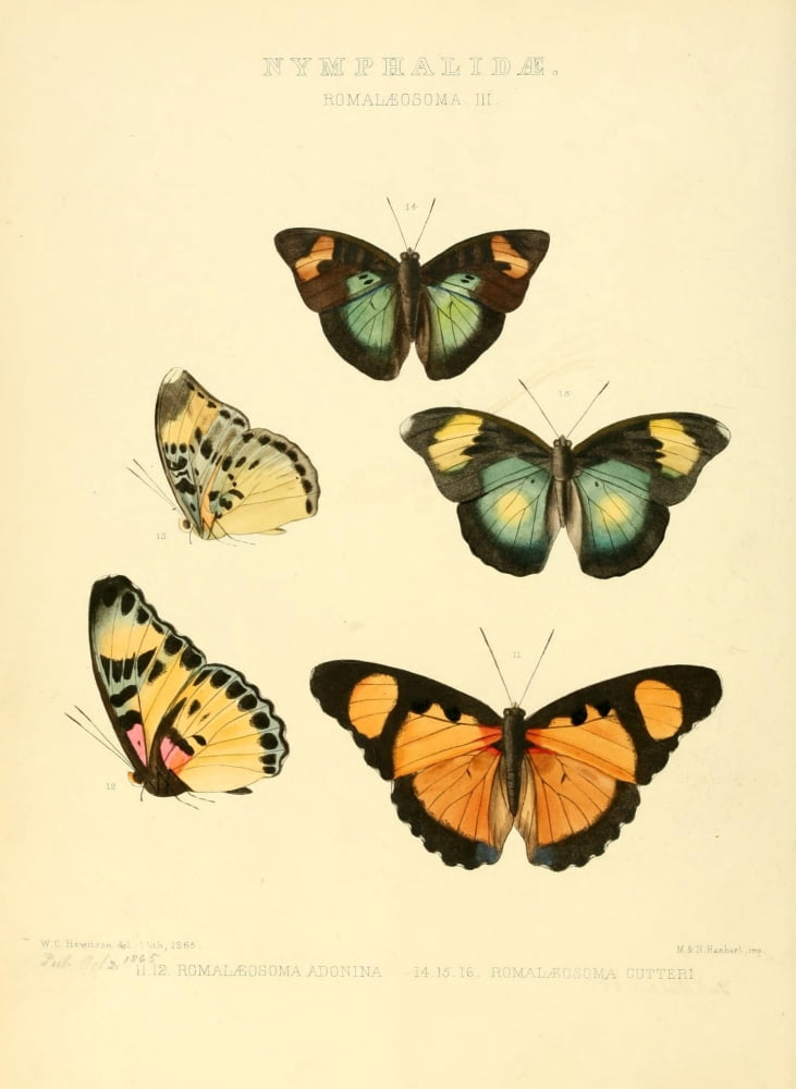 Exotic Butterflies 1866 Romalaeosoma 3 Canvas Art - W Chapman Hewitson (18 x 24)