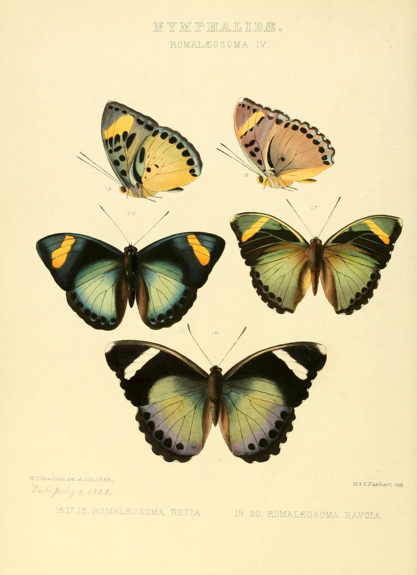 Exotic Butterflies 1866 Romalaeosoma 4 Canvas Art - W Chapman Hewitson (18 x 24)