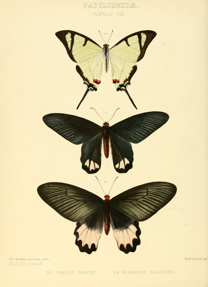 Exotic Butterflies 1866 Salvini et al Canvas Art - W Chapman Hewitson (18 x 24)