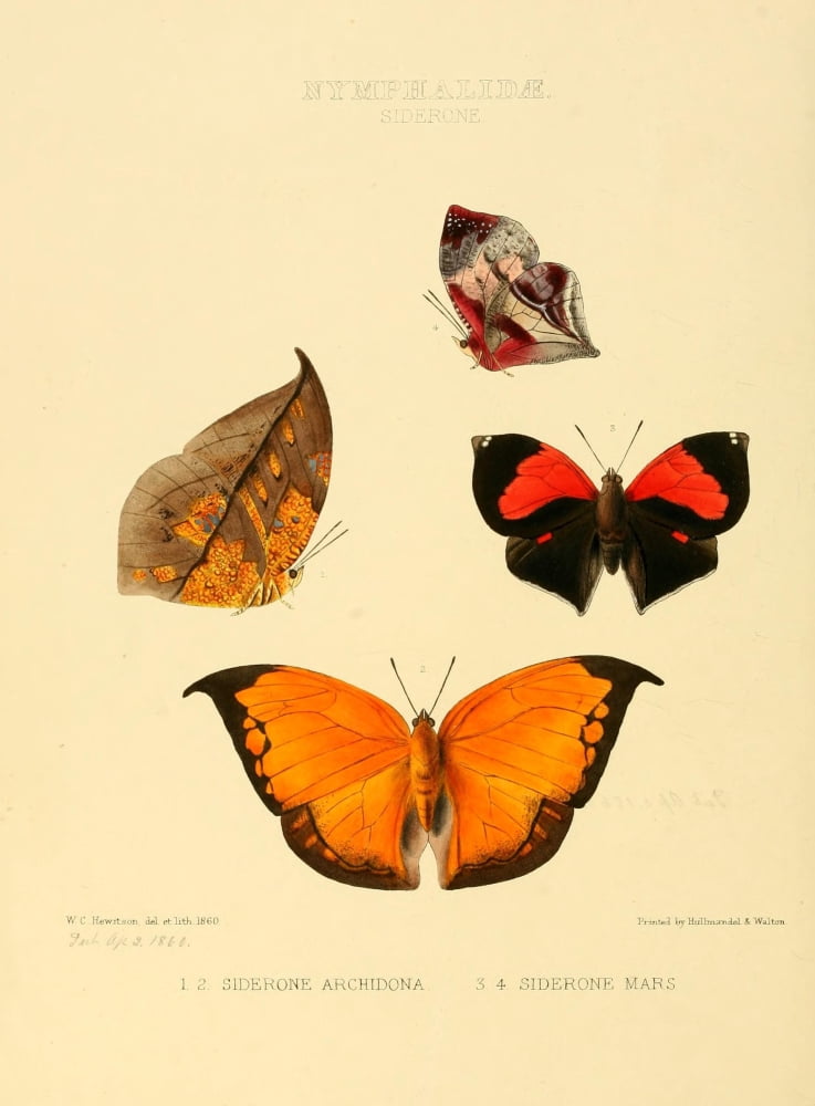 Exotic Butterflies 1866 Siderone Canvas Art - W Chapman Hewitson (24 x 36)