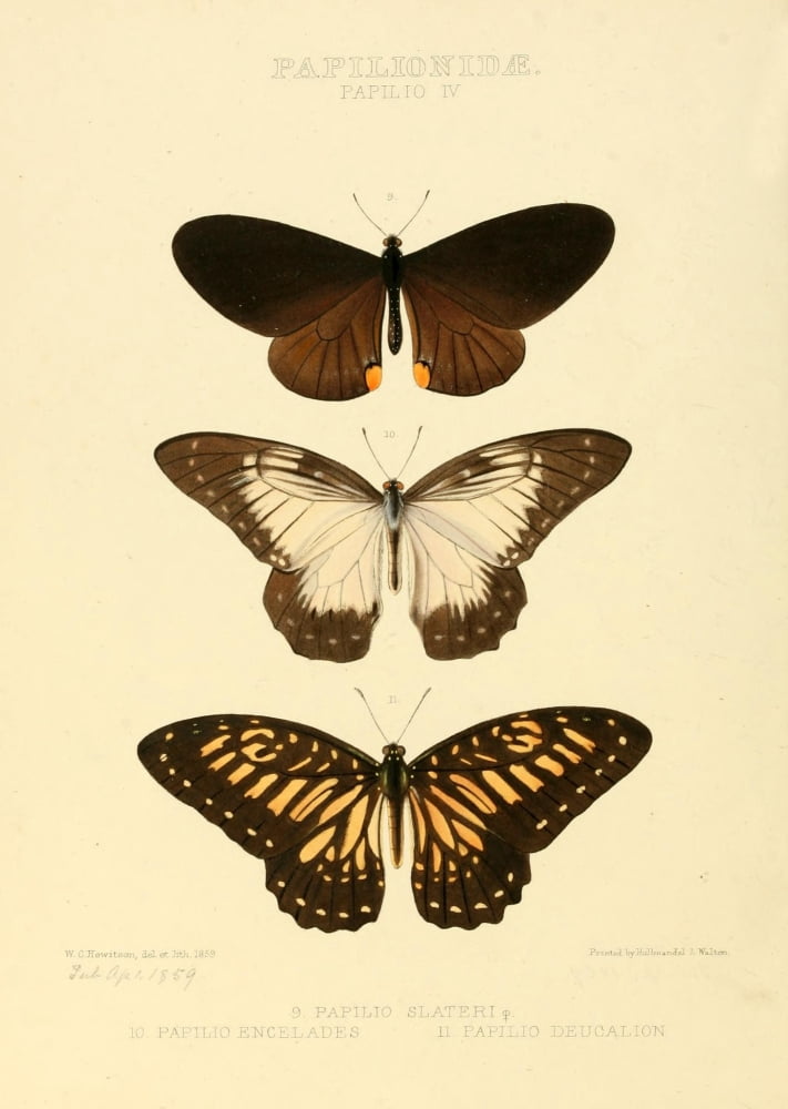Exotic Butterflies 1866 Slateri et al Canvas Art - W Chapman Hewitson (18 x 24)