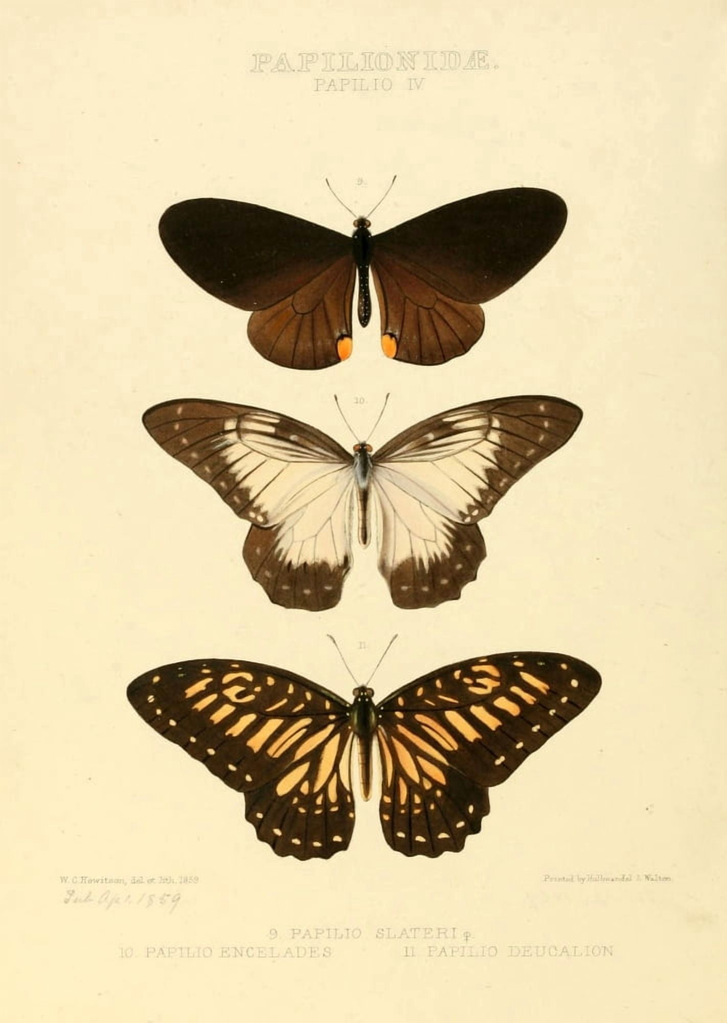 Exotic Butterflies 1866 Slateri et al Canvas Art - W Chapman Hewitson (24 x 36)