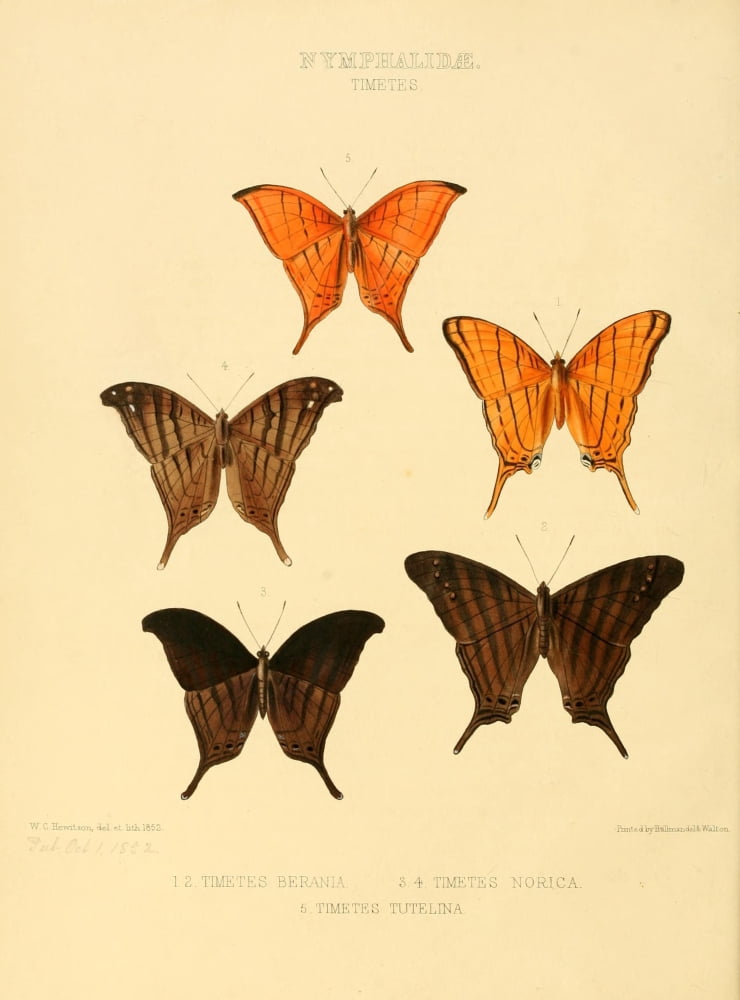 Exotic Butterflies 1866 Timetes Canvas Art - W Chapman Hewitson (18 x 24)