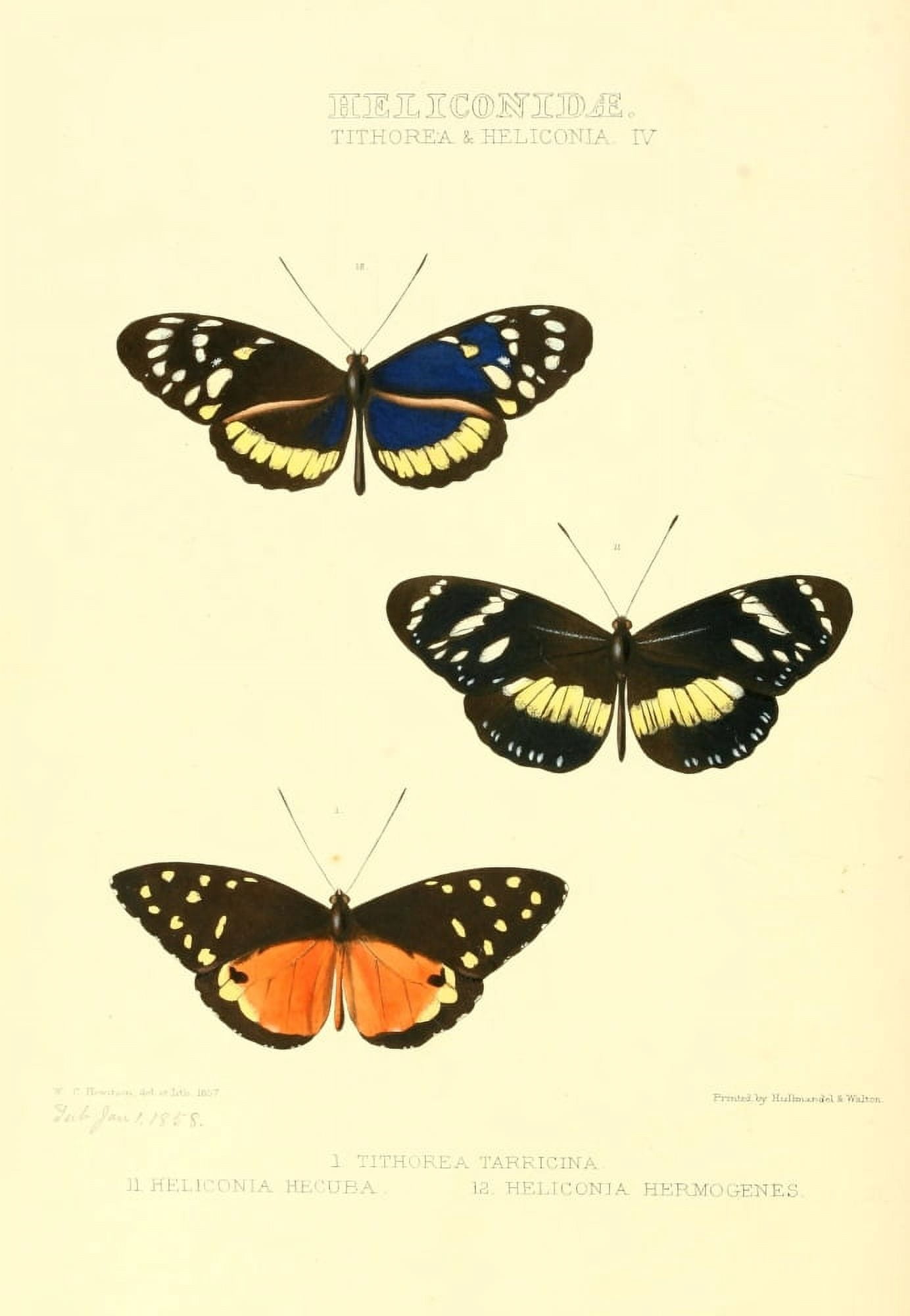 Exotic Butterflies 1866 Tithorea Canvas Art - W Chapman Hewitson (18 x 24)