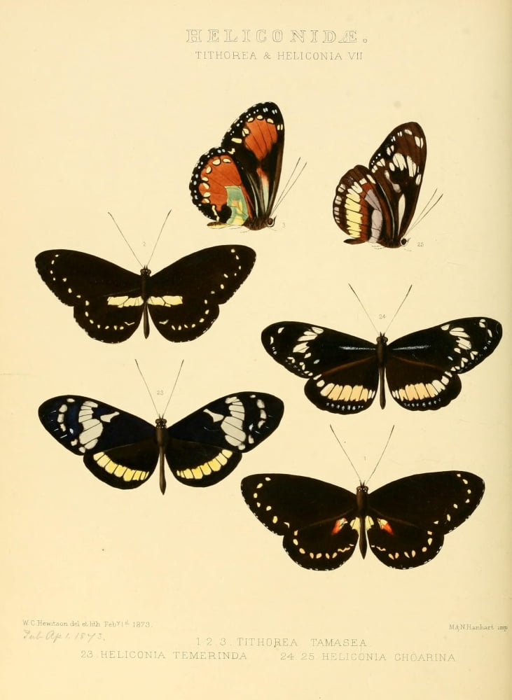 Exotic Butterflies 1866 Tithorea & Heliconia Canvas Art - W Chapman Hewitson (24 x 36)