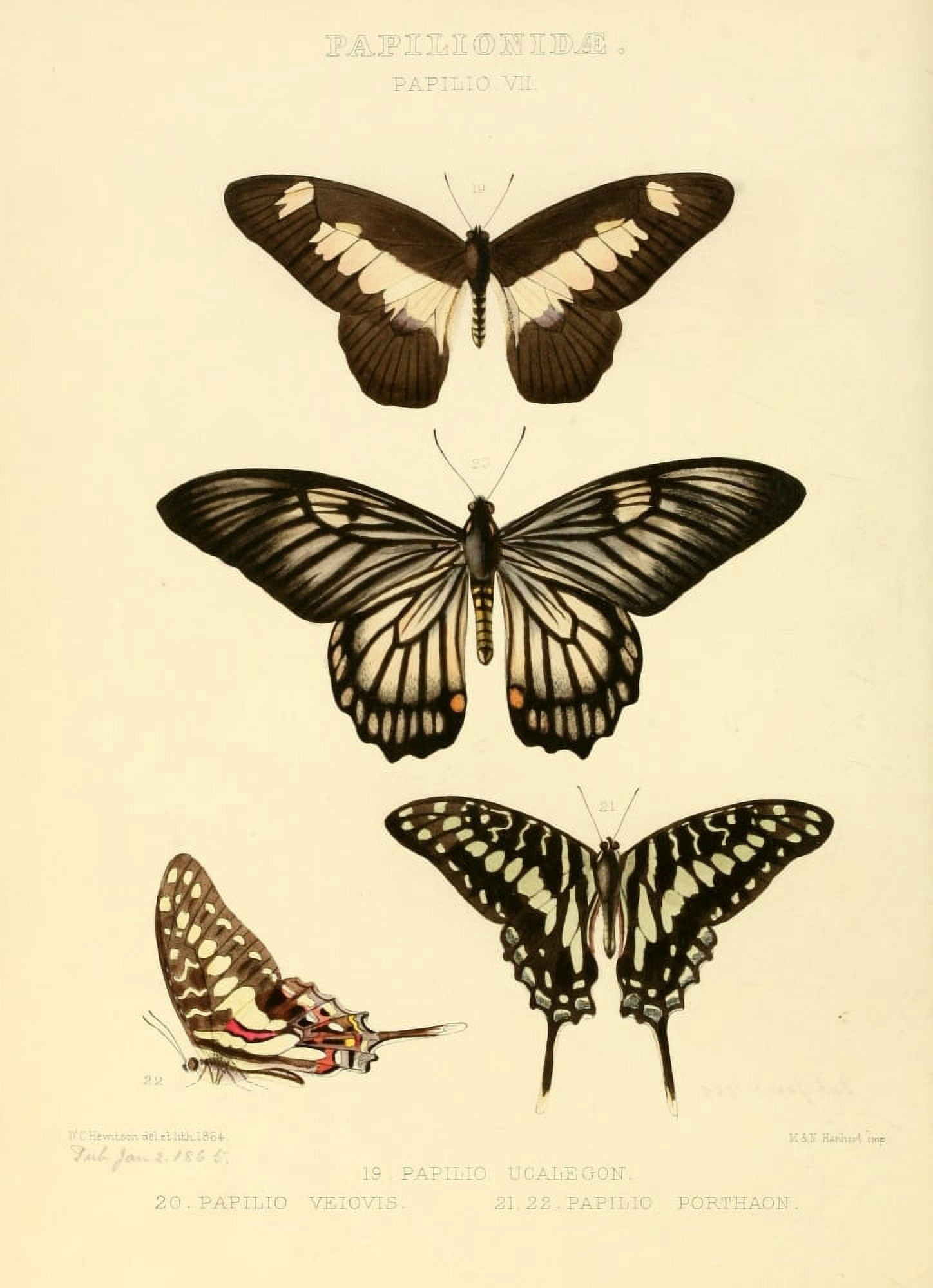 Exotic Butterflies 1866 Ucalegon et al Canvas Art - W Chapman Hewitson (18 x 24)