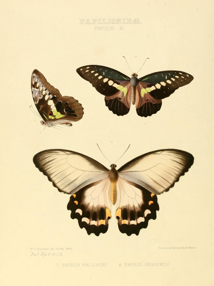 Exotic Butterflies 1866 Wallacei et al Canvas Art - W Chapman Hewitson (18 x 24)