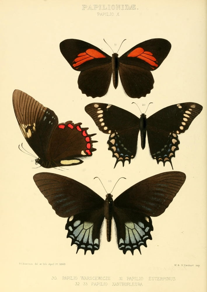 Exotic Butterflies 1866 Warscewiczii Canvas Art - W Chapman Hewitson (24 x 36)