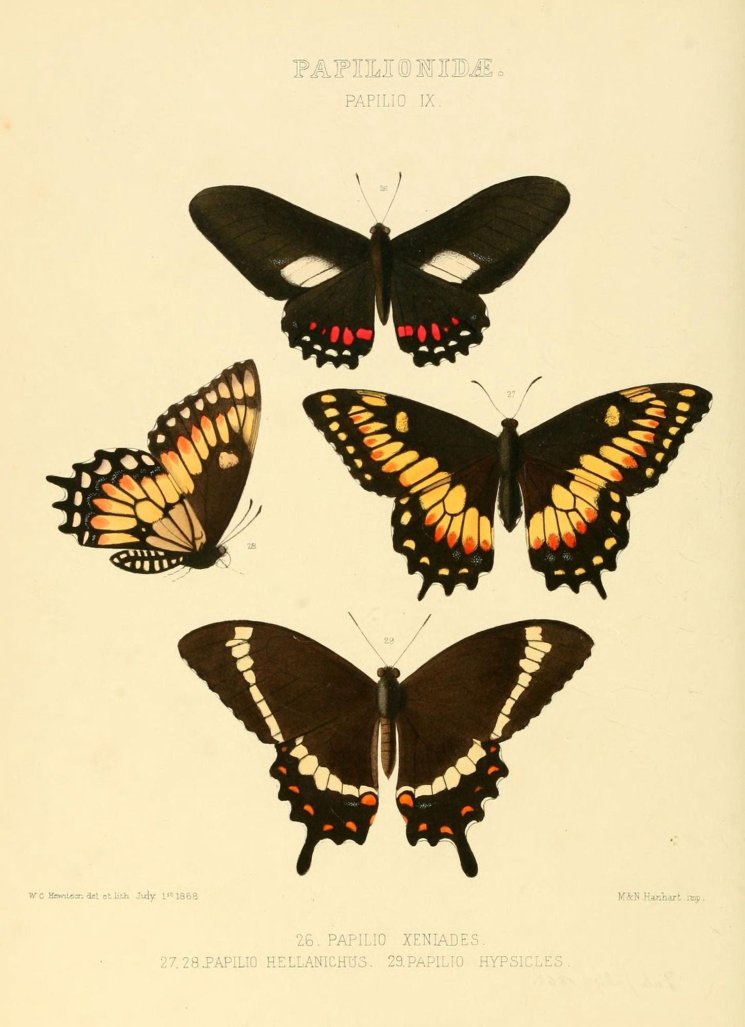 Exotic Butterflies 1866 Xeniades et al Canvas Art - W Chapman Hewitson (18 x 24)