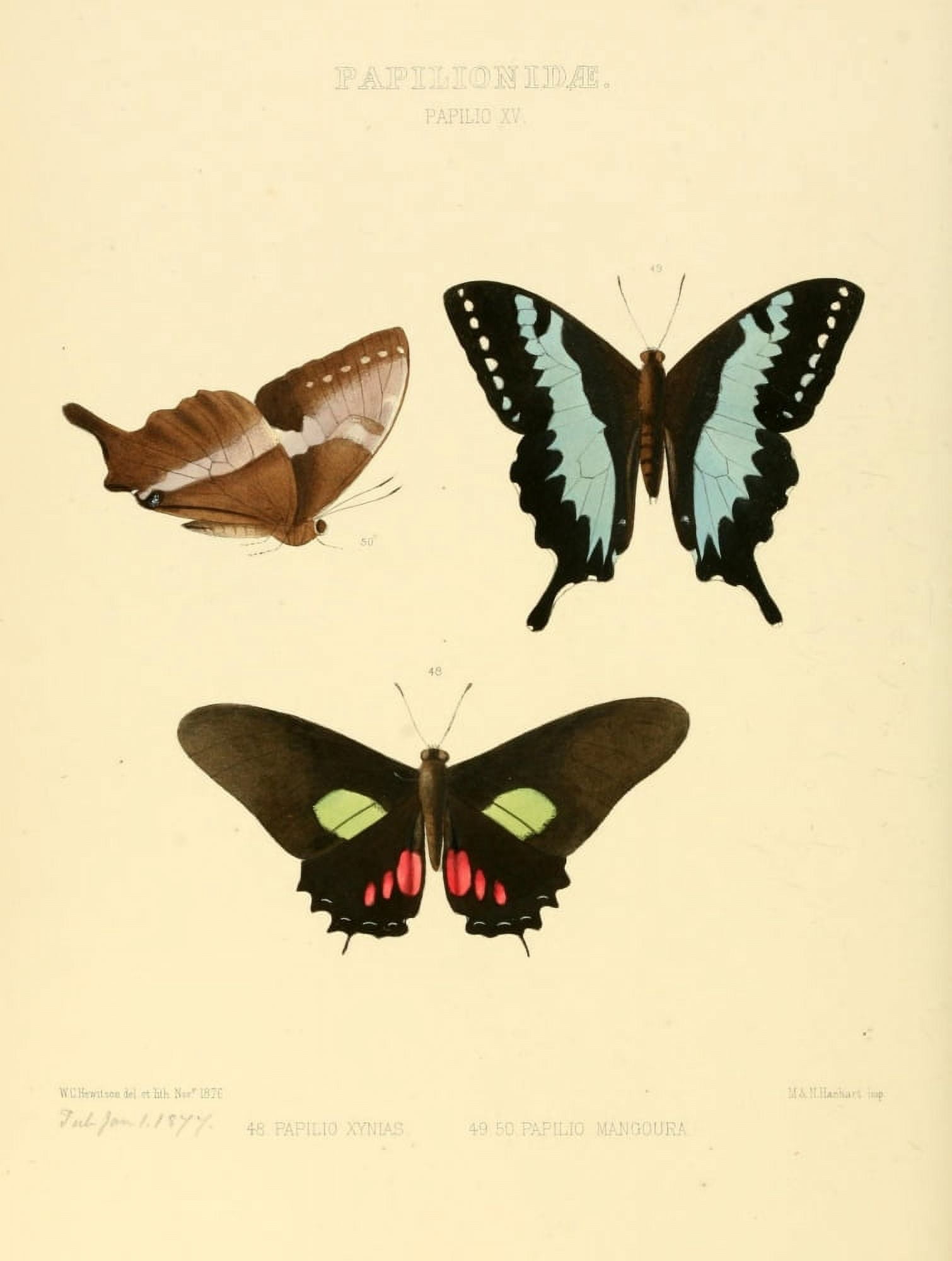 Exotic Butterflies 1866 Xynias et al Canvas Art - W Chapman Hewitson (18 x 24)
