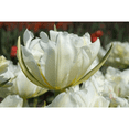 thumbnail image 1 of Exotic Emperor Fosteriana 7 Tulip Bulbs - 12/+ cm bulb, 1 of 4