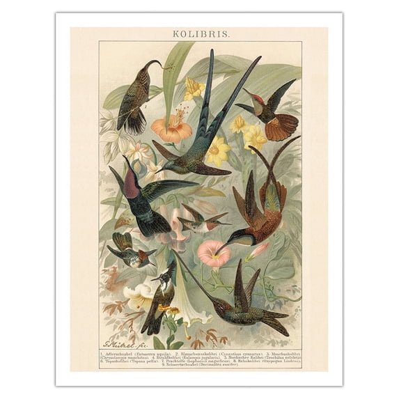 Exotic Humming Birds (Kolibris) - Bookplate from Brockhaus' Konversations-Lexikon Vol. 2 - Vintage Bird Illustration by G. Mütrel c.1892 - Fine Art Matte Paper Print (Unframed) 20x26in