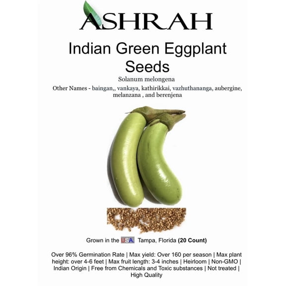 ASHRAH Indian Green Eggplant Plant Seeds 60 count (Brinjal, Baingan, Vankaya, Kaththirikkaai, Katrika) Heirloom Non-GMO Vegetable Seeds, High Yield