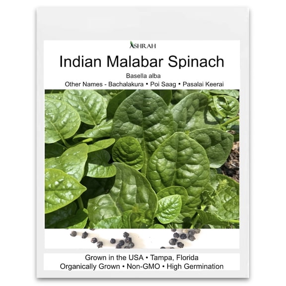 Exotic Indian Spinach Seeds-60 Count. Bachalakura, Poi Saag, Keerai, Basale Soppu, Vasalacheera, Mayalu. Abundant, Tasty. Non-GMO, Includes Free Zinnia Seeds.