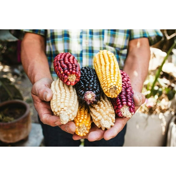 Exotic Maize Mix - 30 Seeds to Plant - Blue, Red, White, Yellow. Rainbow Colors. A Truly Exotic Mix of Seeds
