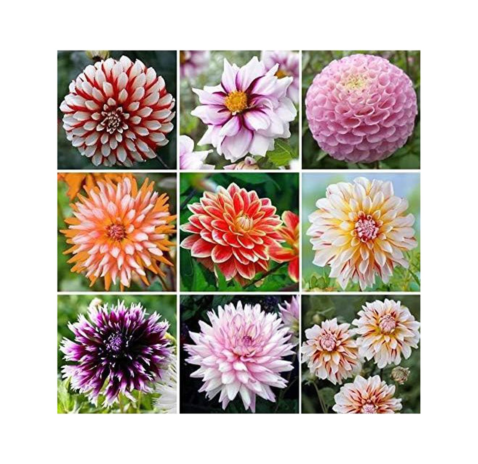 Exotic Mix Dahlia Flower Seeds, Exotic Mix (Big Pack) 200+ Seeds Made